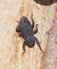Poropterus melancholicus