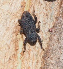 Poropterus melancholicus