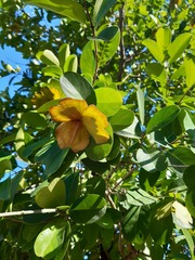 Semialarium mexicanum