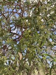 Struthanthus uraguensis