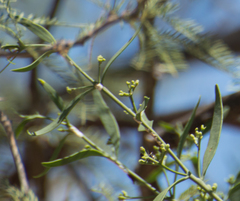 Struthanthus uraguensis