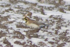 Eremophila alpestris merrilli