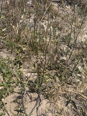 Pterocaulon lorentzii