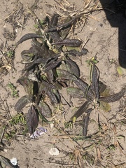 Pterocaulon lorentzii