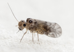 Peripsocus madidus