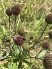 Eryngium sanguisorba