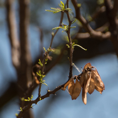 Mimozyganthus carinatus