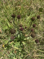 Eryngium sanguisorba