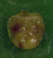 Hemiberlesia rapax