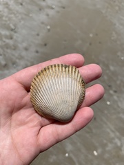 Dallocardia delicatula