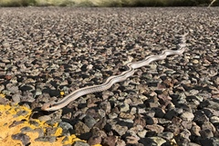 Salvadora deserticola