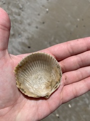 Dallocardia delicatula