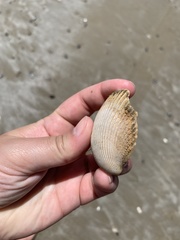 Dallocardia delicatula