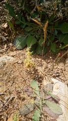 Lysimachia linum-stellatum