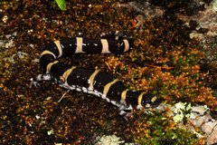 Ambystoma annulatum