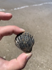 Aequipecten tehuelchus