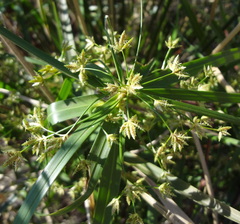 Cyperus textilis