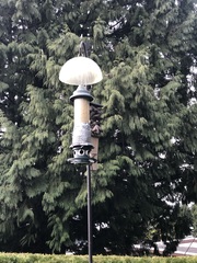 Psaltriparus minimus