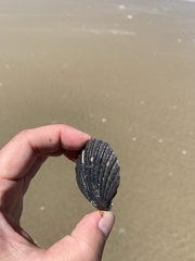 Aequipecten tehuelchus