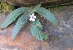 Streptocarpus latens