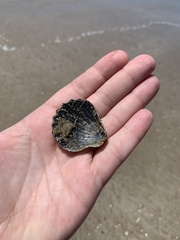 Aequipecten tehuelchus