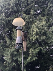 Psaltriparus minimus