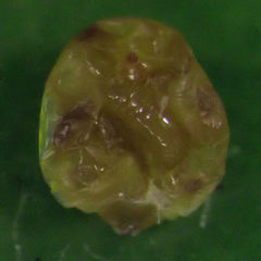 Hemiberlesia rapax