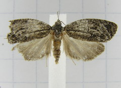 Apotomis removana
