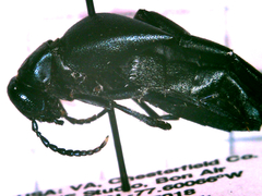 Meloe campanicollis