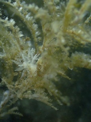 Dendronotus