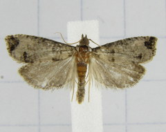 Notocelia culminana