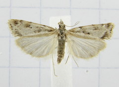 Eudonia albertalis