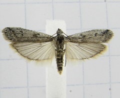 Phycitodes mucidella