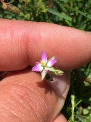 Spergularia bocconei