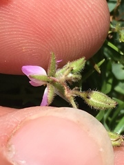 Spergularia bocconei