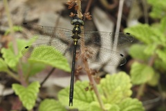 Micromidia atrifrons
