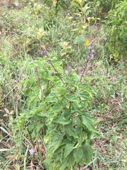 Ocimum carnosum