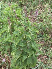 Ocimum carnosum