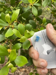 Persoonia stradbrokensis