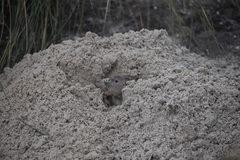 Geomys personatus