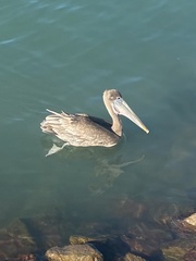 Pelecanus occidentalis