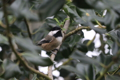 Poecile atricapillus