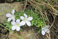Craterocapsa tarsodes