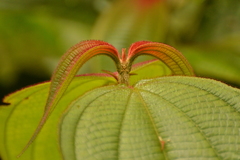 Miconia subseriata