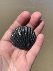 Aequipecten tehuelchus