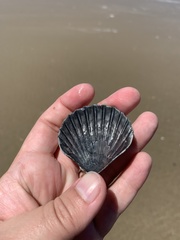 Aequipecten tehuelchus