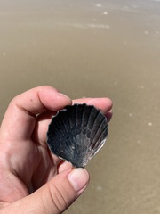 Aequipecten tehuelchus