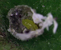 Hemiberlesia rapax