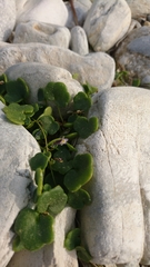 Cymbalaria longipes