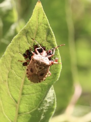 Phorbanta variabilis
